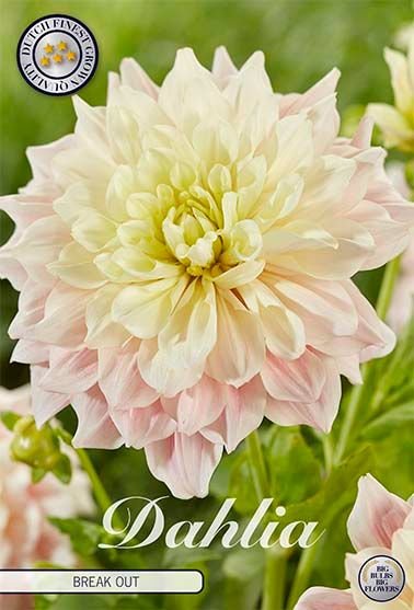 Dahlia Decorative Break Out (Nyhet) - Svedberga Plantskola AB - Köp växter Online med hemleverans.