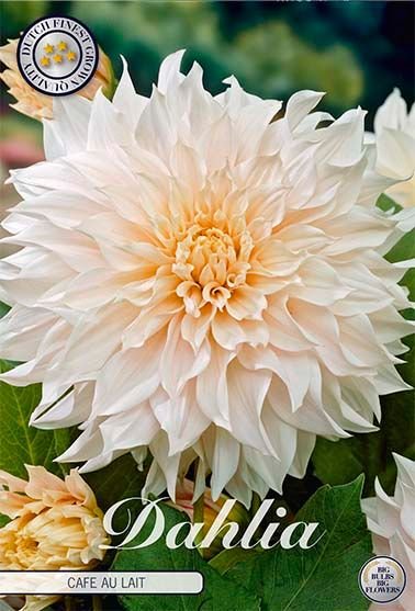 Dahlia Decorative Cafe au Lait - Svedberga Plantskola AB - Köp växter Online med hemleverans.