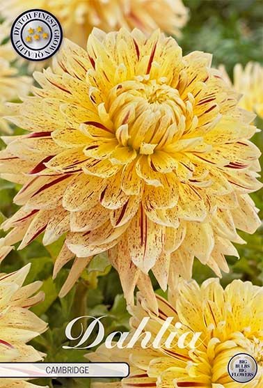 Dahlia Decorative Cambridge - Svedberga Plantskola AB - Köp växter Online med hemleverans.
