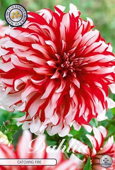 Dahlia Decorative Catching Fire - Svedberga Plantskola AB - Köp växter Online med hemleverans.