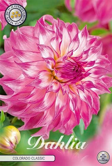 Dahlia Decorative Colorado Classic - Svedberga Plantskola AB - Köp växter Online med hemleverans.