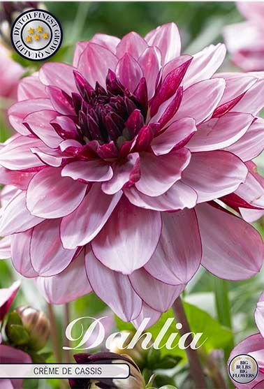 Dahlia Decorative Creme de Cassis (Nyhet) - Svedberga Plantskola AB - Köp växter Online med hemleverans.