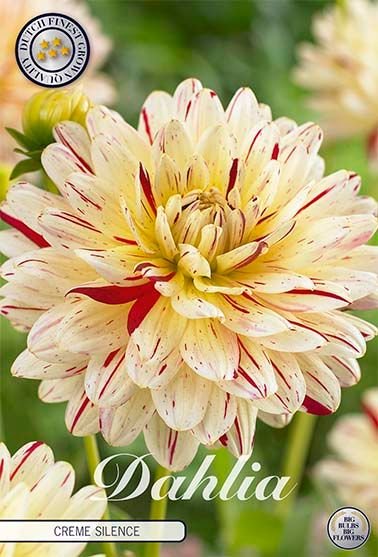 Dahlia Decorative Creme Silence - Svedberga Plantskola AB - Köp växter Online med hemleverans.