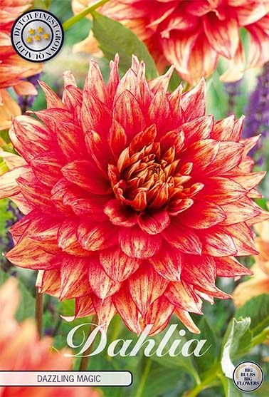 Dahlia Decorative Dazzling Magic - Svedberga Plantskola AB - Köp växter Online med hemleverans.