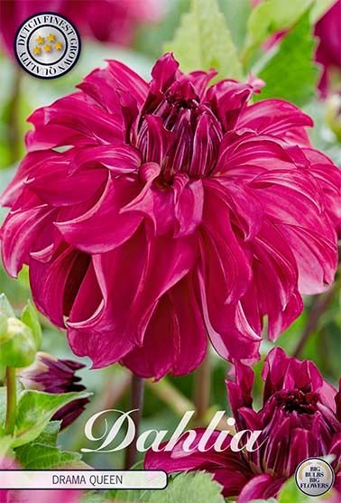 Dahlia Decorative Drama Queen - Svedberga Plantskola AB - Köp växter Online med hemleverans.