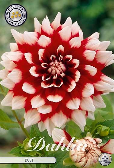 Dahlia Decorative Duet - Svedberga Plantskola AB - Köp växter Online med hemleverans.