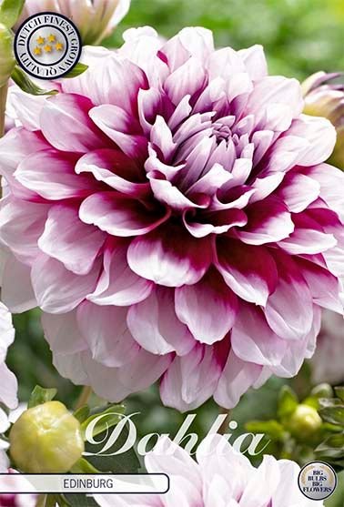 Dahlia Decorative Edinburg - Svedberga Plantskola AB - Köp växter Online med hemleverans.