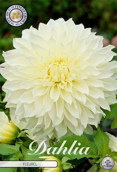 Dahlia Decorative Fleurel - Svedberga Plantskola AB - Köp växter Online med hemleverans.