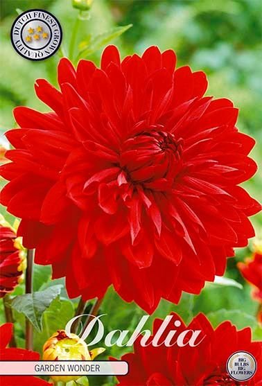 Dahlia Decorative Garden Wonder - Svedberga Plantskola AB - Köp växter Online med hemleverans.
