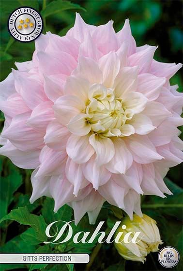 Dahlia Decorative Gitts Perfection - Svedberga Plantskola AB - Köp växter Online med hemleverans.