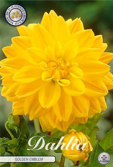 Dahlia Decorative Golden Emblem - Svedberga Plantskola AB - Köp växter Online med hemleverans.