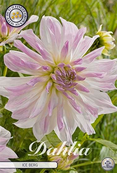 Dahlia Decorative Ice Berg - Svedberga Plantskola AB - Köp växter Online med hemleverans.