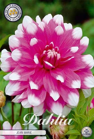 Dahlia Decorative Jean Marie - Svedberga Plantskola AB - Köp växter Online med hemleverans.