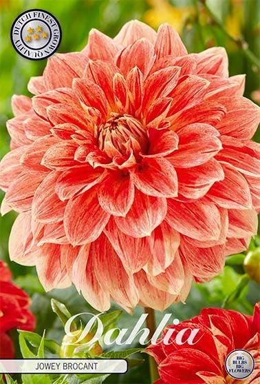 Dahlia Decorative Jowey Brochant (Nyhet) - Svedberga Plantskola AB - Köp växter Online med hemleverans.