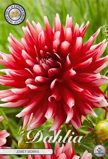 Dahlia Decorative Jowey Morris (Nyhet) - Svedberga Plantskola AB - Köp växter Online med hemleverans.