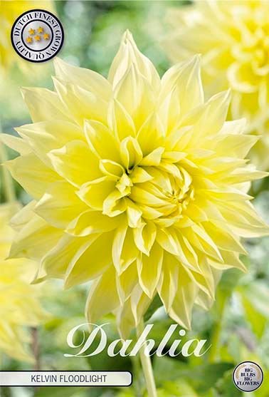 Dahlia Decorative Kelvin Floodlight - Svedberga Plantskola AB - Köp växter Online med hemleverans.