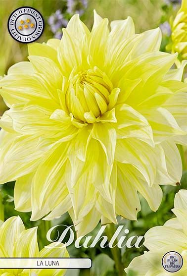 Dahlia Decorative La Luna (Nyhet) - Svedberga Plantskola AB - Köp växter Online med hemleverans.