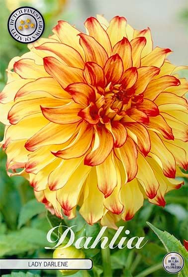 Dahlia Decorative Lady Darlene - Svedberga Plantskola AB - Köp växter Online med hemleverans.