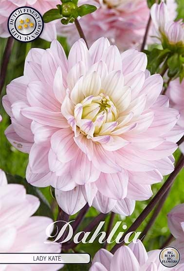 Dahlia Decorative Lady Kate - Svedberga Plantskola AB - Köp växter Online med hemleverans.