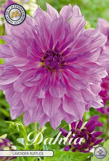 Dahlia Decorative Lavender Ruffles - Svedberga Plantskola AB - Köp växter Online med hemleverans.