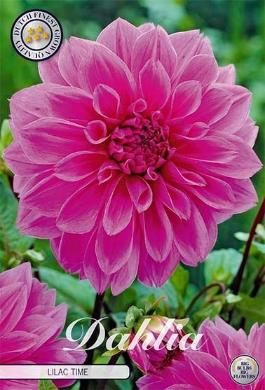 Dahlia Decorative Lilac Time - Svedberga Plantskola AB - Köp växter Online med hemleverans.
