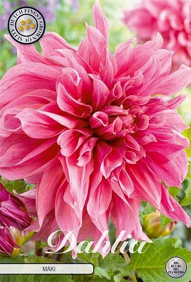 Dahlia Decorative Maki - Svedberga Plantskola AB - Köp växter Online med hemleverans.