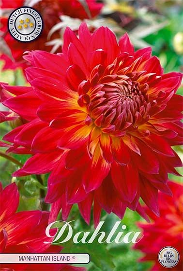 Dahlia Decorative Manhattan Island - Svedberga Plantskola AB - Köp växter Online med hemleverans.