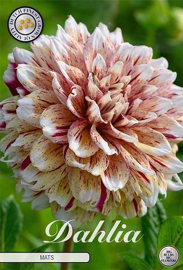 Dahlia Decorative Mats (Nyhet) - Svedberga Plantskola AB - Köp växter Online med hemleverans.