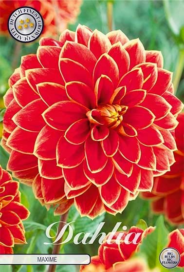 Dahlia Decorative Maxime - Svedberga Plantskola AB - Köp växter Online med hemleverans.