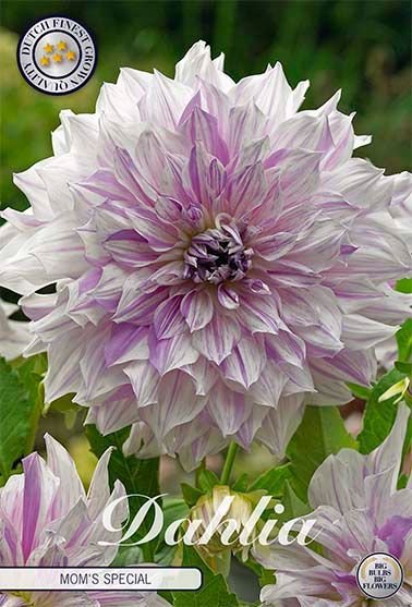 Dahlia Decorative Mom's Special - Svedberga Plantskola AB - Köp växter Online med hemleverans.