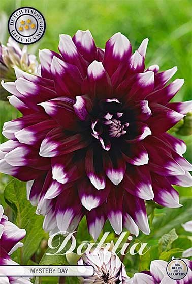 Dahlia Decorative Mystery Day - Svedberga Plantskola AB - Köp växter Online med hemleverans.