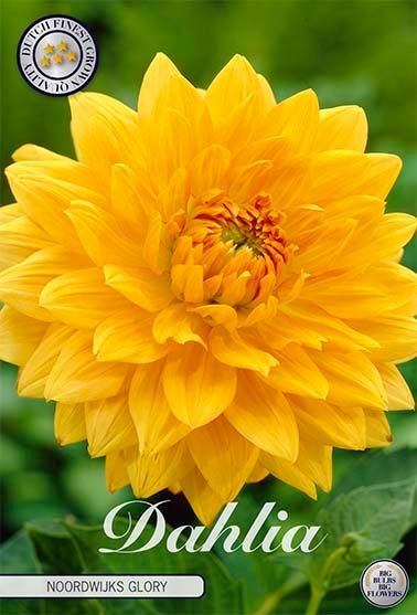 Dahlia Decorative Noordwijks Glory - Svedberga Plantskola AB - Köp växter Online med hemleverans.