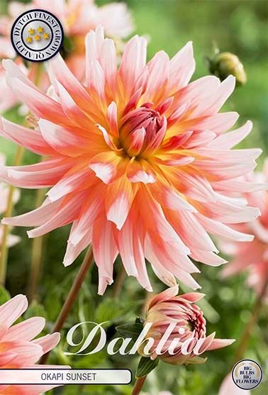 Dahlia Decorative Okapi Sunset - Svedberga Plantskola AB - Köp växter Online med hemleverans.