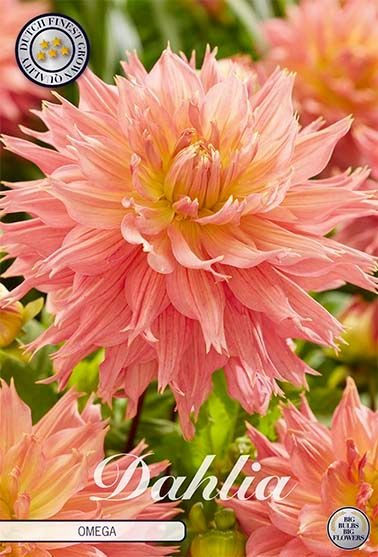 Dahlia Decorative Omega - Svedberga Plantskola AB - Köp växter Online med hemleverans.