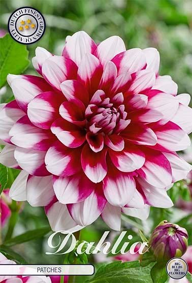 Dahlia Decorative Patches - Svedberga Plantskola AB - Köp växter Online med hemleverans.