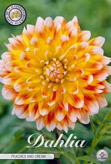 Dahlia Decorative Peaches and Cream - Svedberga Plantskola AB - Köp växter Online med hemleverans.
