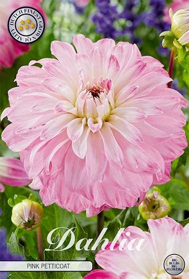 Dahlia Decorative Pink Petticoat - Svedberga Plantskola AB - Köp växter Online med hemleverans.