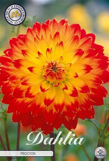 Dahlia Decorative Procyon - Svedberga Plantskola AB - Köp växter Online med hemleverans.