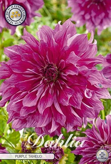 Dahlia Decorative Purple Taiheijo - Svedberga Plantskola AB - Köp växter Online med hemleverans.