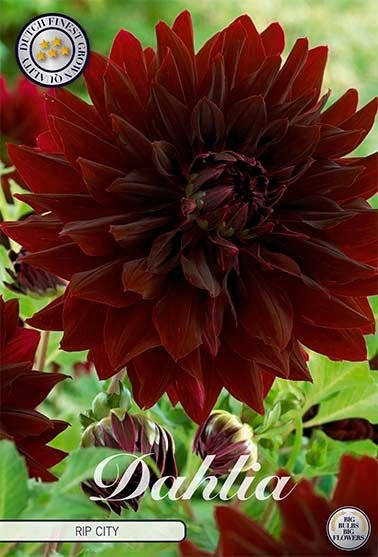 Dahlia Decorative Rip City - Svedberga Plantskola AB - Köp växter Online med hemleverans.