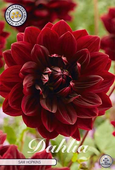 Dahlia Decorative Sam Hopkins - Svedberga Plantskola AB - Köp växter Online med hemleverans.