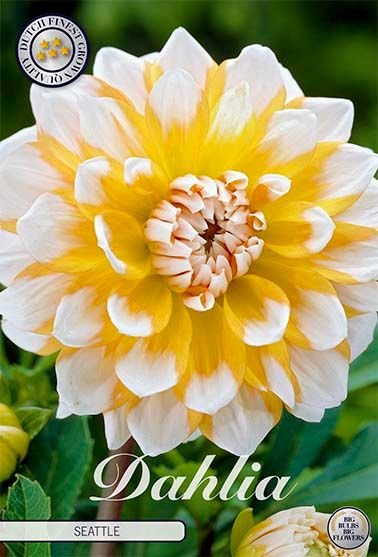 Dahlia Decorative Seattle - Svedberga Plantskola AB - Köp växter Online med hemleverans.