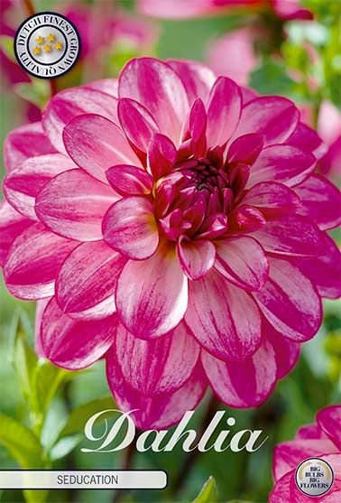 Dahlia Decorative Seducation - Svedberga Plantskola AB - Köp växter Online med hemleverans.