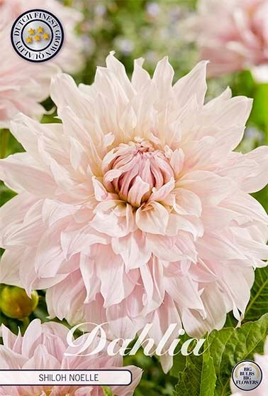 Dahlia Decorative Shiloh Noelle - Svedberga Plantskola AB - Köp växter Online med hemleverans.