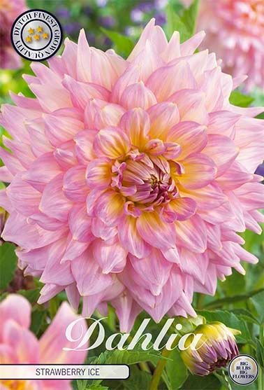 Dahlia Decorative Strawberry Ice - Svedberga Plantskola AB - Köp växter Online med hemleverans.