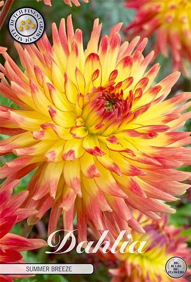 Dahlia Decorative Summer Breeze - Svedberga Plantskola AB - Köp växter Online med hemleverans.