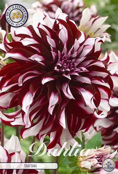 Dahlia Decorative Tartan - Svedberga Plantskola AB - Köp växter Online med hemleverans.
