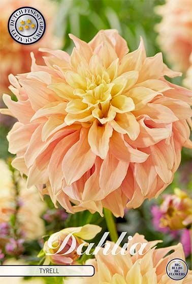 Dahlia Decorative Tyrell - Svedberga Plantskola AB - Köp växter Online med hemleverans.