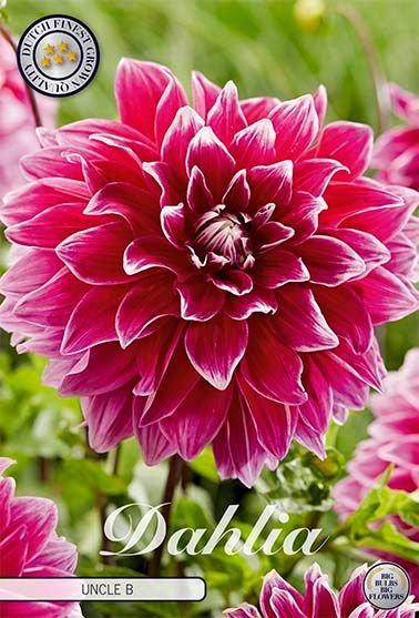 Dahlia Decorative Uncle B - Svedberga Plantskola AB - Köp växter Online med hemleverans.