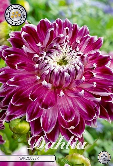 Dahlia Decorative Vancouver - Svedberga Plantskola AB - Köp växter Online med hemleverans.